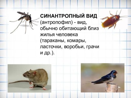 Синантропные птицы