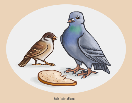 Голубь Воробей птица