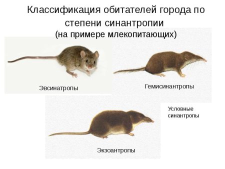 Синантропные мухи