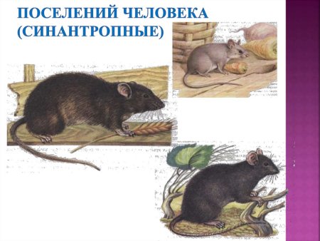 Синантропные млекопитающие