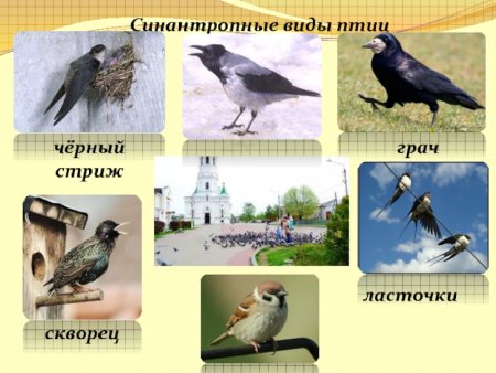 Синантропные птицы и животные это