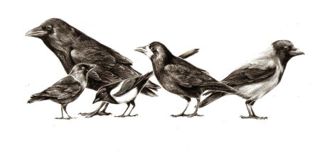 Синантропные виды птиц