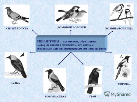 Синантропные виды