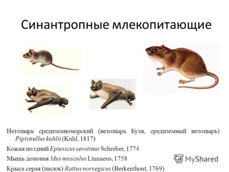 Тараканы синантропный вид насекомых