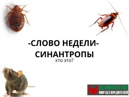 Синантропные Голубеобразные организмы