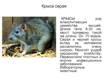 Синантропные животные