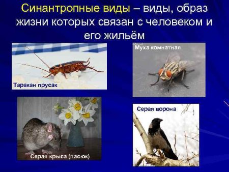 Крыса акварелью