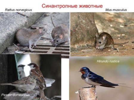 Зоохория примеры растений