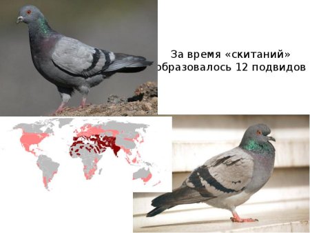 Синантропный организм