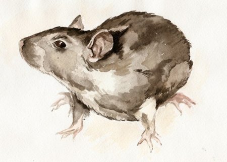 Синантропные млекопитающие