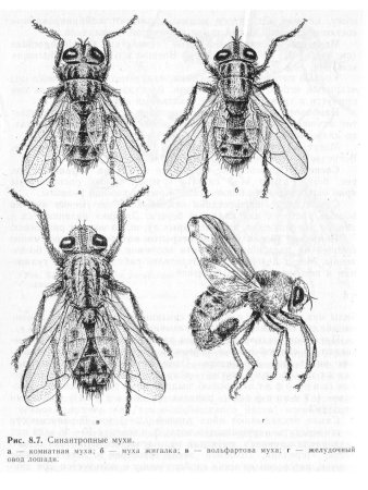Синантропными насекомыми являются