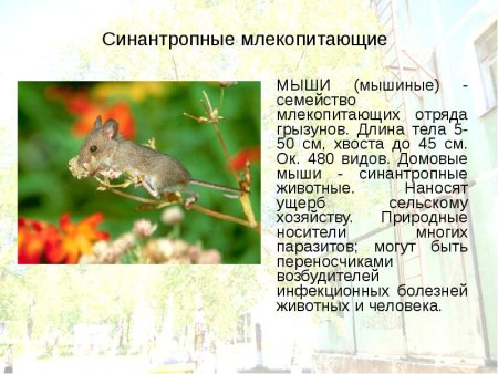 Тараканы синантропные насекомые