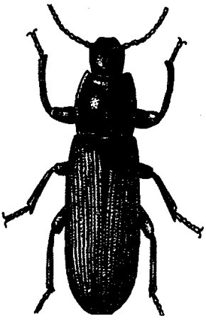 Синантропные виды растений