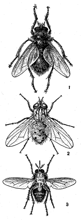 Синантропный организм
