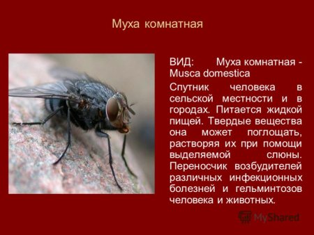 Долгоносики сообщение