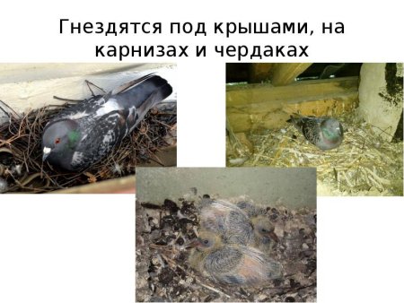 Грифон Котосова