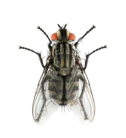 Синантропные виды насекомых