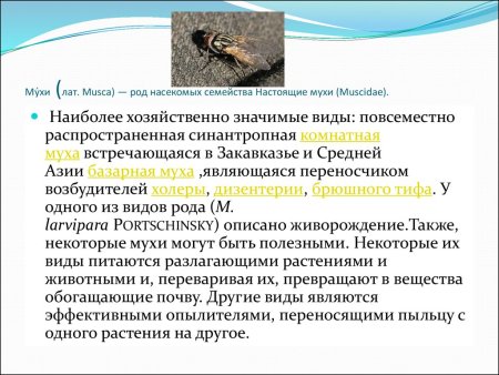 Синантропные виды животных