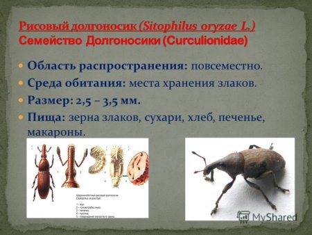 Приспособления синантропных животных