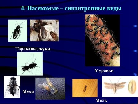 Синантропные Грызуны это