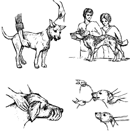 Методы фиксации собак в ветеринарии