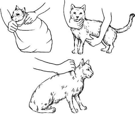 Фиксация кошек в ветеринарии