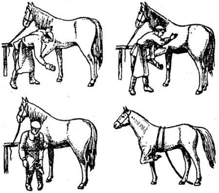 Фиксация тазовой конечности у КРС