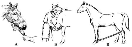 Фиксация тазовой конечности лошади