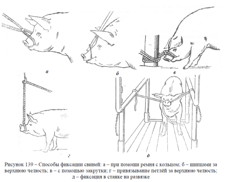 Методы фиксации повал свиньи