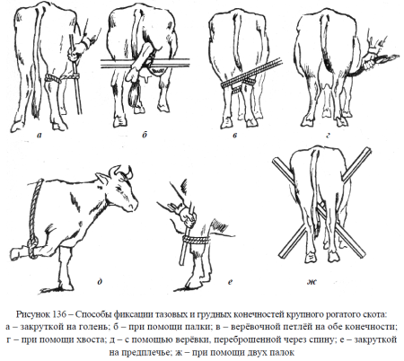 Фиксация конечностей крупного рогатого скота