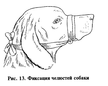 Фиксация челюстей собаки