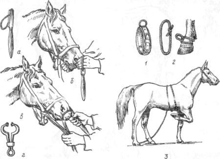 Фиксация тазовой конечности у КРС