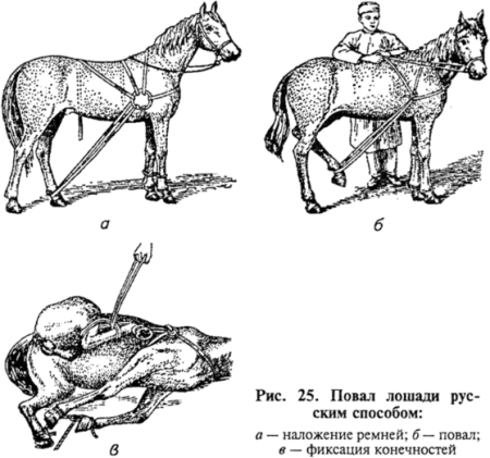 Методы фиксации и повала лошадей