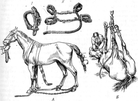 Фиксация коровы носовыми щипцами