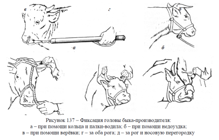 Фиксация челюстей собаки