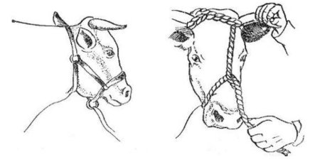 Фиксация челюстей собаки