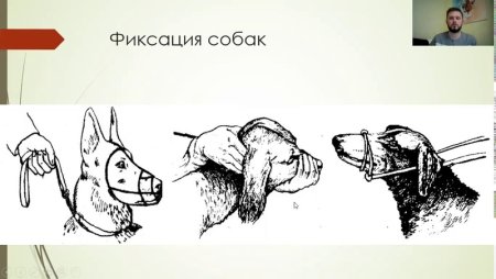 Механические способы фиксации лошадей