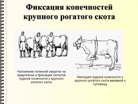 Методы фиксации и повала КРС
