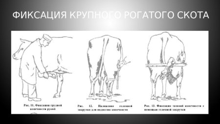 Методы фиксации собак в ветеринарии