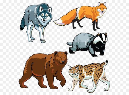 Лесные звери Хищные для детей