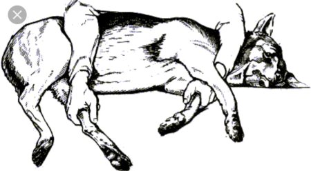 Методы фиксации свиней