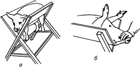 Методы фиксации кроликов
