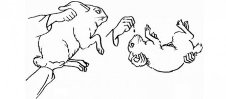 Повал КРС по Чинотти