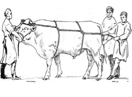 Фиксация грудной конечности КРС