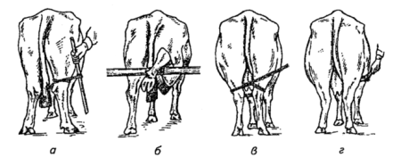 Фиксация кошек в ветеринарии