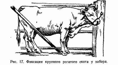 Методы фиксации мелкого рогатого скота