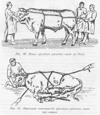 Методы фиксации крупного рогатого скота