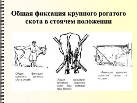 Повал КРС для операции