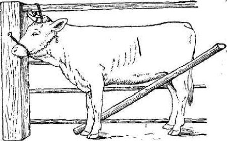 Фиксация КРС Комолых