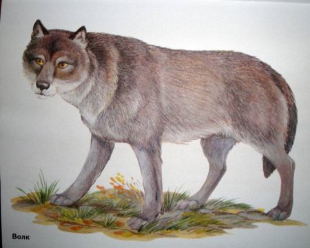 Изображение диких животных для детей